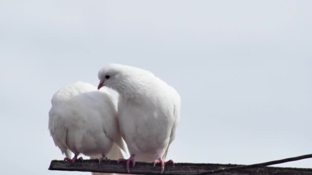 Par Pombos Bonitos Engraçados Brancos Que Cooing Uma Barra Transversal — Vídeo de Stock