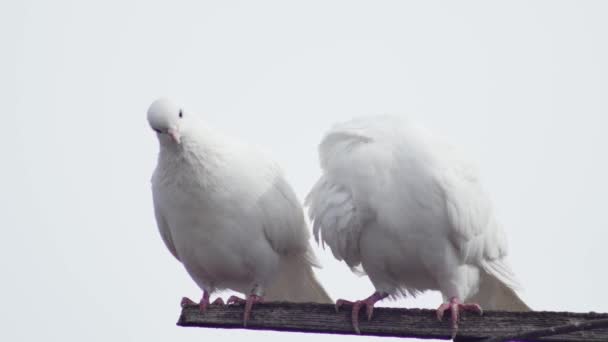 Para Białych Pięknych Gołębi Chrząkających Drewnianym Poprzeczku Białym Tle — Wideo stockowe
