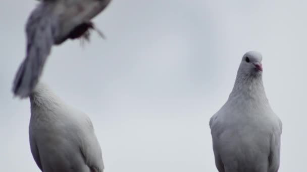 Ein Paar Weiße Schöne Tauben Gurren Gegen Den Himmel — Stockvideo