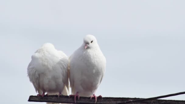 Ein Paar Weiße Wunderschöne Reinrassige Tauben Gurren Auf Einer Hölzernen — Stockvideo