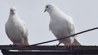 Bir çift beyaz güvercin ahşap bir kavşakta, yakın plan.