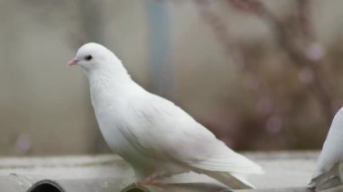  Beyaz güvercin ve çatıdaki genç güvercin bulanık bir arkaplanda.