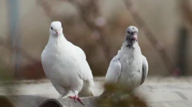  Genç komik güvercin ve beyaz güvercin çatıda bulanık bir arka planda, yakın plan.