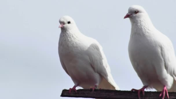 Ein Paar Weiße Tauben Gurren Auf Einer Hölzernen Querstange Gegen — Stockvideo