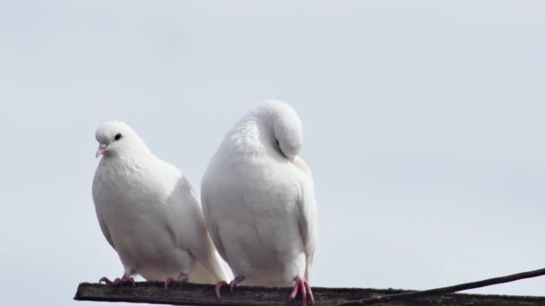 Pair White Beautiful Doves Cooing Wooden Crossbar — Stock Video