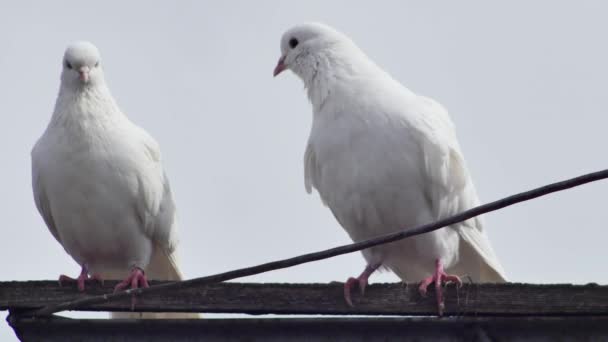 Ein Paar Weiße Tauben Auf Einer Hölzernen Querstange Nahaufnahme — Stockvideo