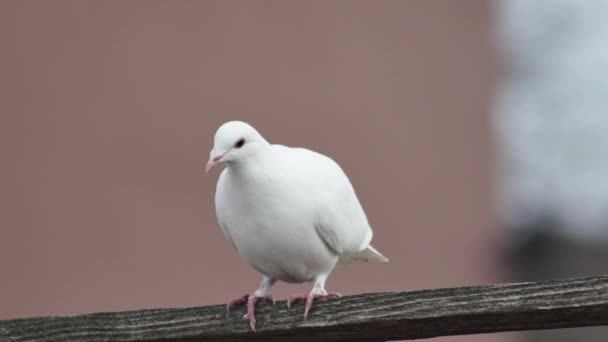 Eine Weiße Taube Fliegt Von Einem Holzbalken Auf — Stockvideo