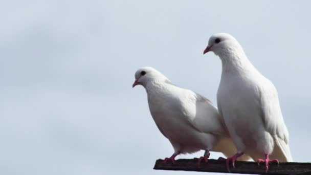 Ein Paar Weiße Reinrassige Tauben Gurren Auf Einem Holzbalken Gegen — Stockvideo