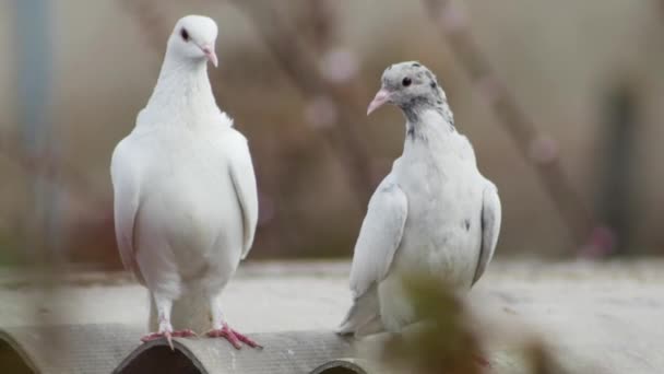 Jeune Pigeon Drôle Pigeon Blanc Sur Toit Pigeonnier Sur Fond — Video