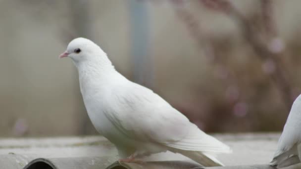 白い鳩と若い鳩が屋根の上で — ストック動画