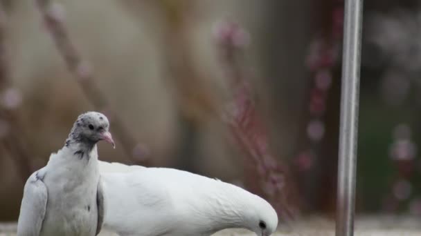 Jeune Pigeon Drôle Pigeon Blanc Sur Toit Pigeonnier Sur Fond — Video