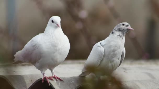Jeune Pigeon Drôle Pigeon Blanc Sur Toit Gros Plan — Video