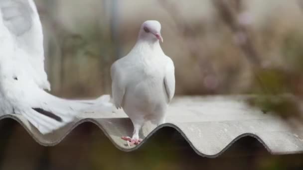 Weiße Taube Auf Dem Dach Vor Verschwommenem Hintergrund — Stockvideo