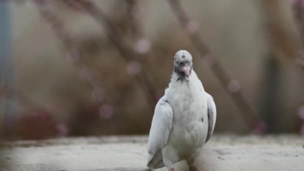 배경에 비둘기 지붕에 재미있는 비둘기 — 비디오