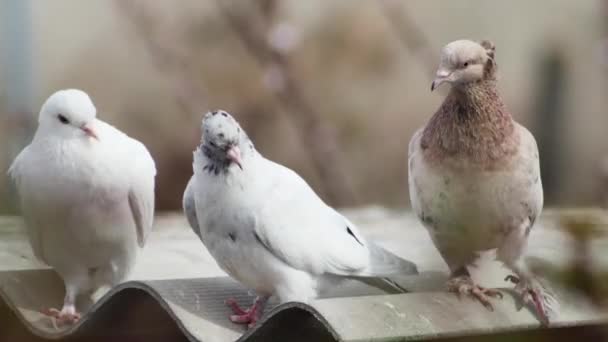 비둘기 옥상에 마리의 비둘기 사이에 있습니다 가까이 다가가서 — 비디오