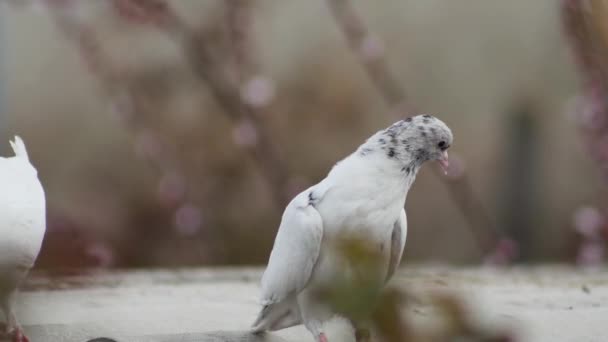 어두운 배경에 비둘기 어리고 재미있는 비둘기 — 비디오