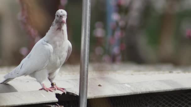 배경에 비둘기 지붕에 비둘기들 — 비디오