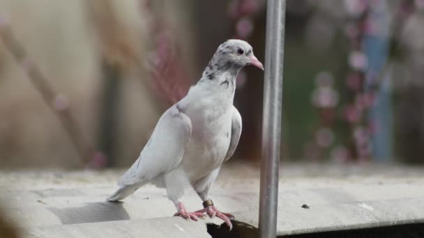 배경에 비둘기의 비둘기를 가까이 — 비디오