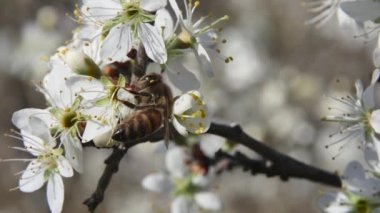 Bir arı, meyvemsi bir bahar ağacının çiçekleriyle bir dala tırmanır.
