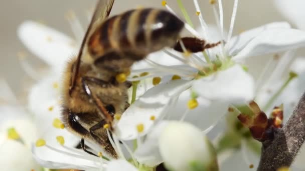 Bee Pollinates Flower Fruit Tree Macro — Stock Video