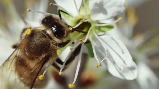 Pszczoła Zapyla Kwiat Wiosennym Drzewie Owocowym Zbliżenie Widok Boku — Wideo stockowe