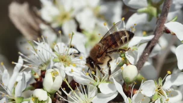 Μια Μέλισσα Γονιμοποιεί Ένα Όμορφο Λουλούδι Ένα Δέντρο Άνοιξη Πλευρική — Αρχείο Βίντεο
