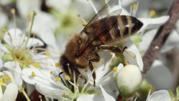 蜜蜂在春天的树上给花授粉 宏观的 侧面的 — 图库视频影像