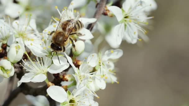 Včela Sbírá Med Ovocném Květu Pohled Zepředu — Stock video
