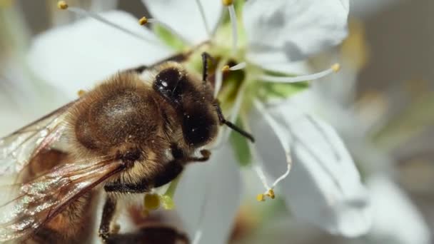 Μια Κοινή Μέλισσα Γονιμοποιεί Ένα Λουλούδι Ένα Δέντρο Φρούτων Άνοιξη — Αρχείο Βίντεο