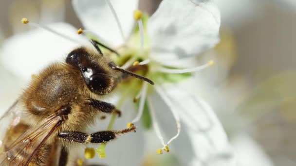 Обычная Пчела Опыляющая Цветок Фруктовом Дереве Крупный План Вид Сбоку — стоковое видео