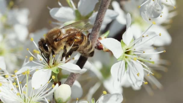Μέλισσα Συλλέγει Μέλι Για Την Άνοιξη Λουλούδι Οπωροφόρων Δένδρων Πλευρική — Αρχείο Βίντεο