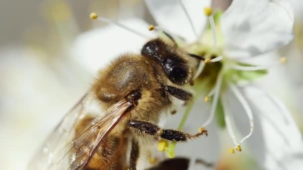 Медова Бджола Запилює Квітку Фруктовому Дереві Крупним Планом Вид Збоку — стокове відео