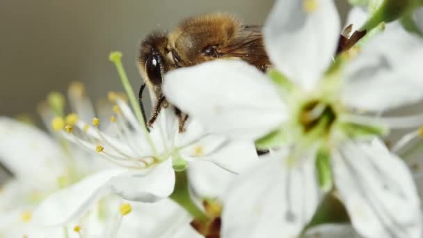 Honingbij Beweegt Een Bloem Een Aftakking Van Een Fruitboom Macro — Stockvideo