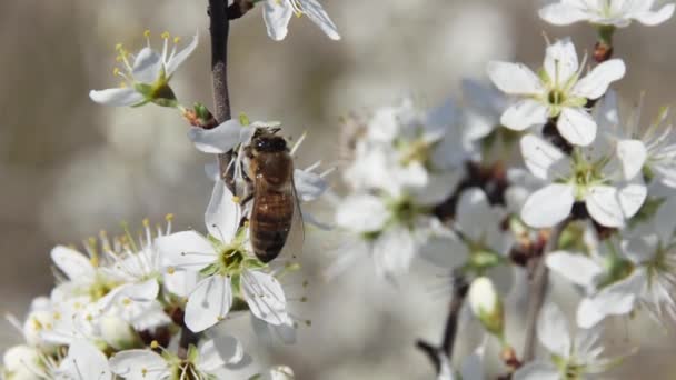 Медова Бджола Запилює Квітку Фруктовому Дереві — стокове відео