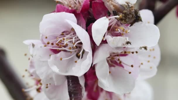 Vörös Földigiliszta Mászik Egy Virágzó Sárgabarack Virág Homályos Alapon — Stock videók
