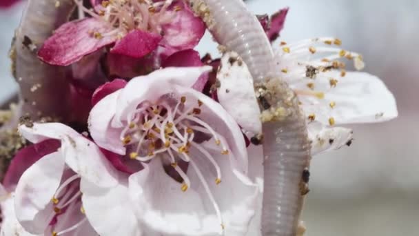 Una Lombriz Tierra Balancea Sobre Una Flor Albaricoque Flor — Vídeos de Stock