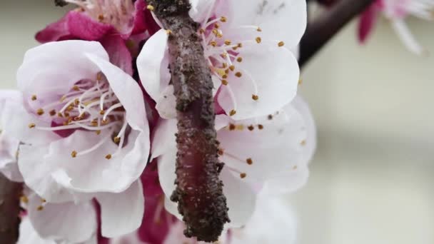 Lombriz Roja Escalando Una Flor Albaricoque Floreciente Primer Plano — Vídeos de Stock
