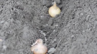 El küçük bir soğan ekiyor. Toprağa soğan ekiyorum.