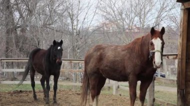  Açık havada, beyaz çizgili kahverengi at, koyu kahverengi atın yanında.
