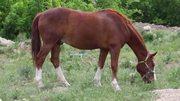 Marrom Amarrado Cavalo Pastagem Uma Clareira Vista Lateral — Vídeo de Stock