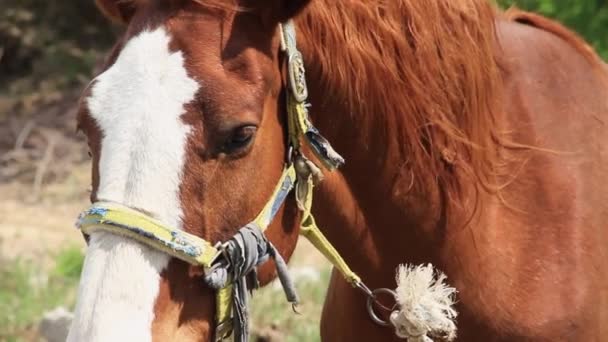 Potret Dari Seekor Kuda Berwarna Coklat Yang Ditambatkan Dalam Sebuah — Stok Video