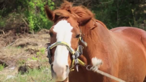 Портрет Коричневой Привязанной Лошади Поляне — стоковое видео