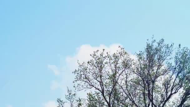 Upływ Czasu Ruch Pięknych Białych Chmur Nad Wiosennym Drzewem — Wideo stockowe