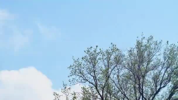 Zeitraffer Der Bewegung Weißer Wolken Über Einem Frühlingsbaum — Stockvideo