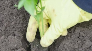 Eldivenli eller kara toprağa sebze tohumları eker, yakın plan.