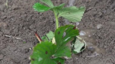 Taze ekilmiş çilek fidanlarını suyla suluyorum, makro..