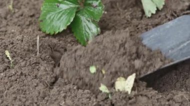 Çilek fidelerini kara toprağa ekiyorum..