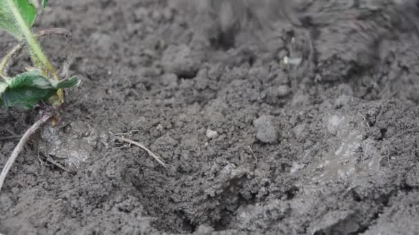 Tangan Menanam Bibit Stroberi Tanah Hitam Close — Stok Video