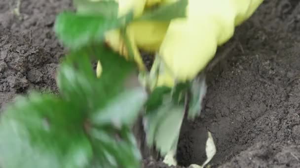 Het Planten Van Aardbeien Zaailingen Zwarte Grond Macro — Stockvideo