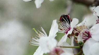  Uğur böceği daldaki çiçek açan bir çiçeğin üzerine tırmanıyor..